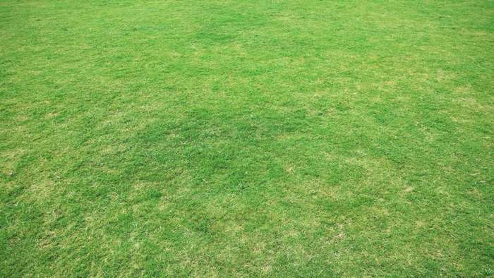 Bright Green Grass Field in 4K