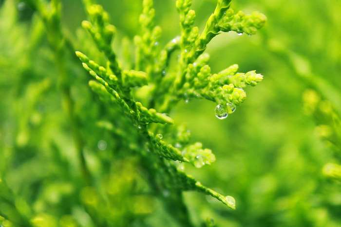 Close-up of a green plant with water droplets