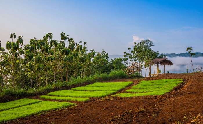 Terraced paddy fields with a thatched hut and wooden structure
