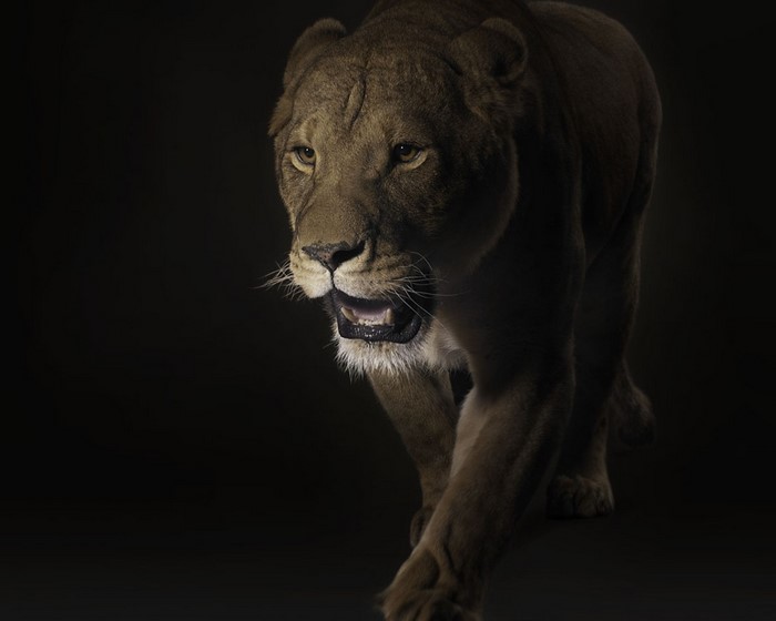 Lioness walking forward with mouth open