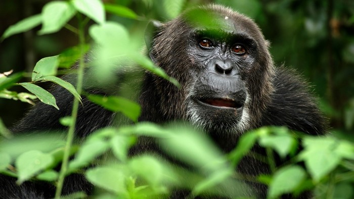 Chimpanzee peeking through green foliage in a forest