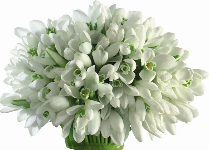 Bouquet of white snowdrops on a white background