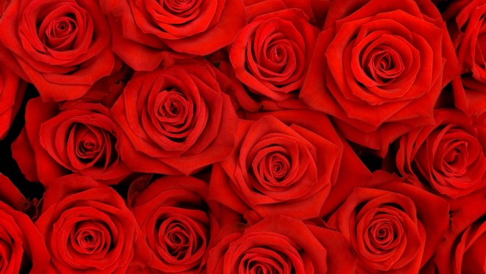 Close-up of a bouquet of red roses