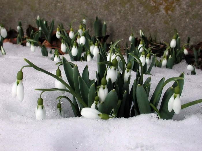 Snowdrops emerging from the snow