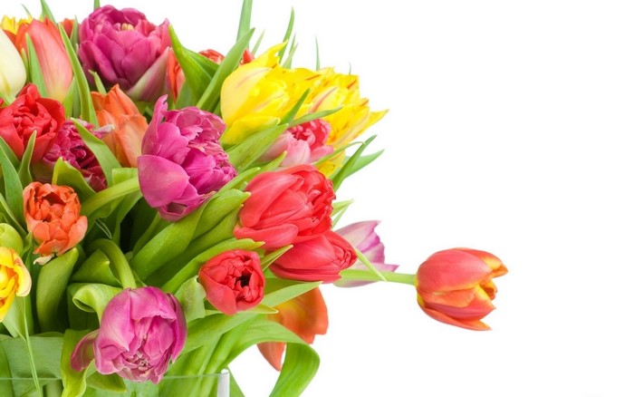 Colorful bouquet of tulips on a white background