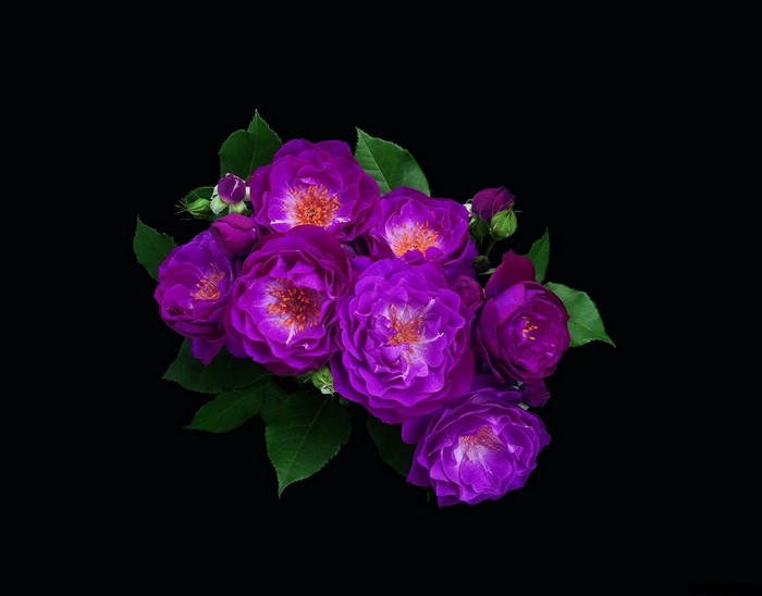Purple roses with green leaves on black background