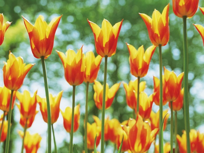 Orange and Yellow Tulips in Bloom