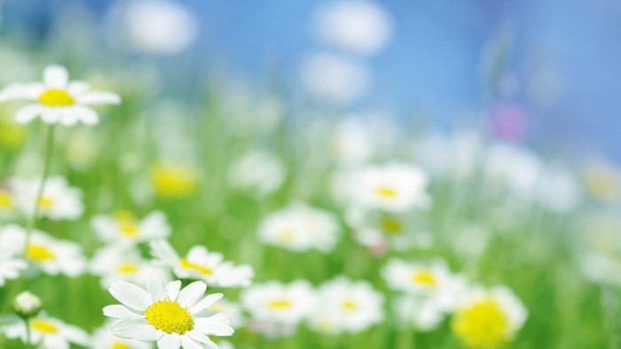 Daisies in a field with a blue sky