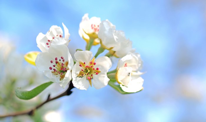 White blossoms on a branch against a blue sky