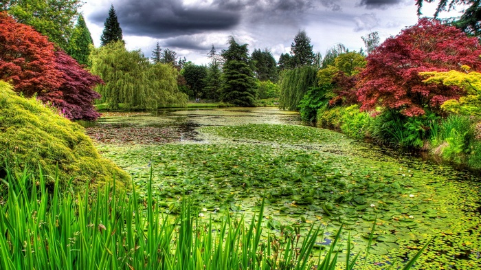 Pond with water lilies and colorful trees