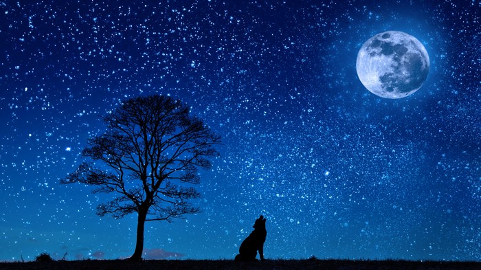 Wolf howling at the moon under a starry sky
