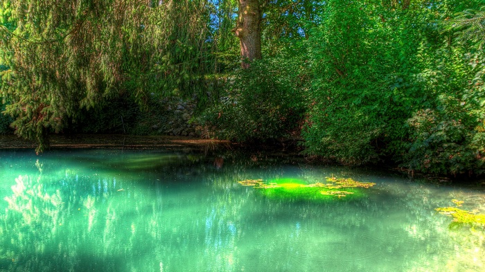 Green pond surrounded by trees and foliage