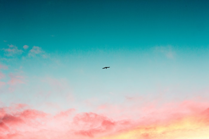 Bird flying in the sky with clouds