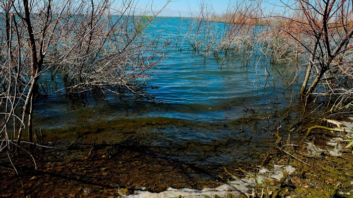 Bare trees in shallow water with distant mountains