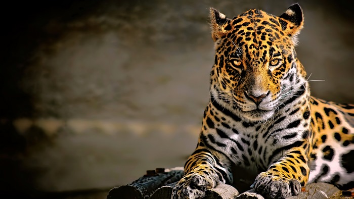 Jaguar lying on wooden logs
