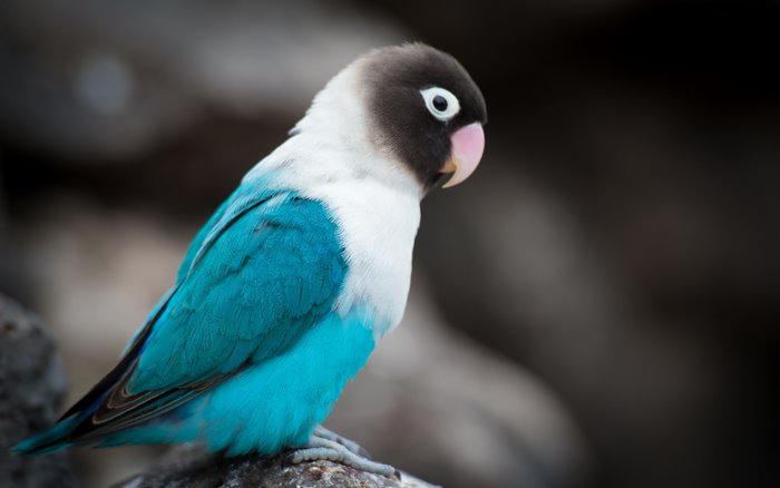 Black-masked lovebird perched on a rock