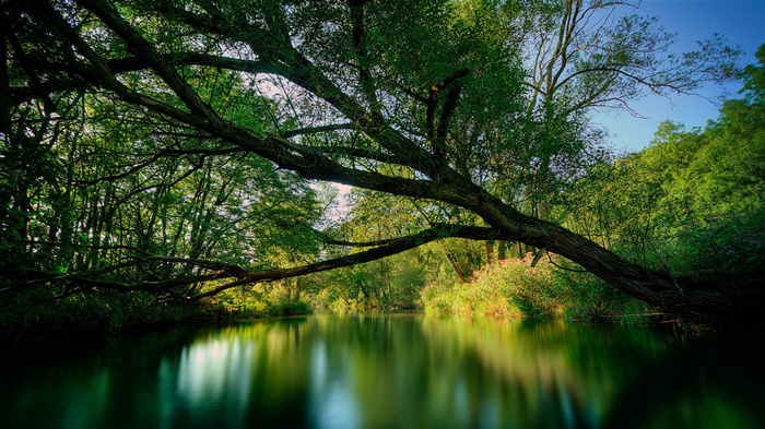 A tree branch extends over a calm river surrounded by greenery