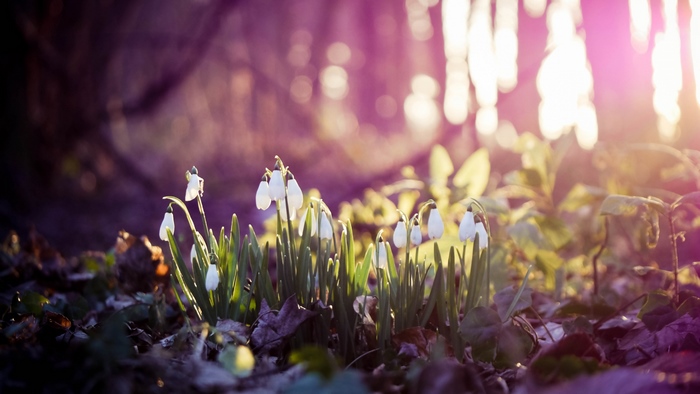 Snowdrops in a forest with sunlight