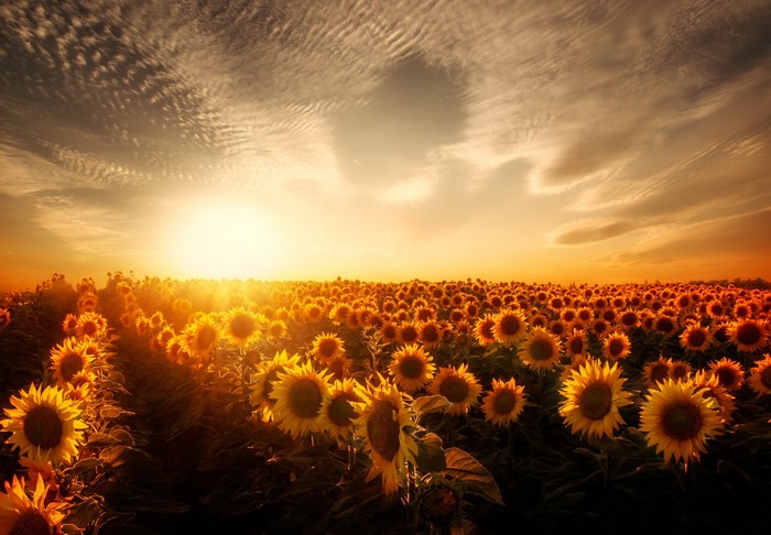 Field of sunflowers at sunset