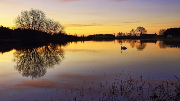 Swan on a lake at sunset with reflections