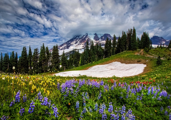 Mountain Landscape with Wildflowers and Snow Patch
