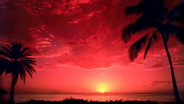 Sunset over the ocean with palm trees