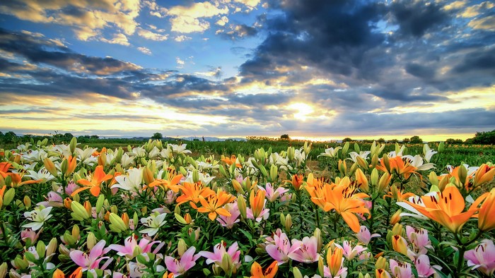 Field of colorful lilies at sunset