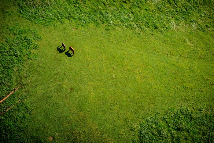 Two horses grazing in a green meadow from above