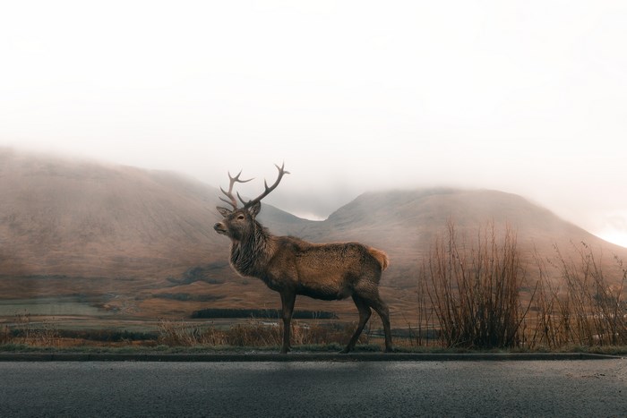 Deer standing on the side of a road with mountains in the background