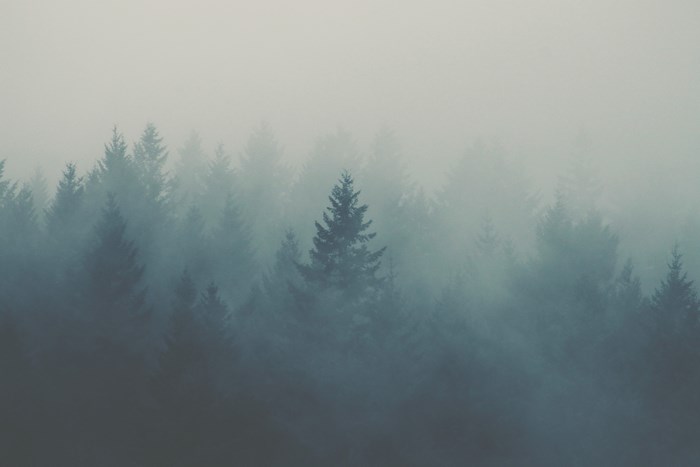 Misty evergreen forest with dense fog