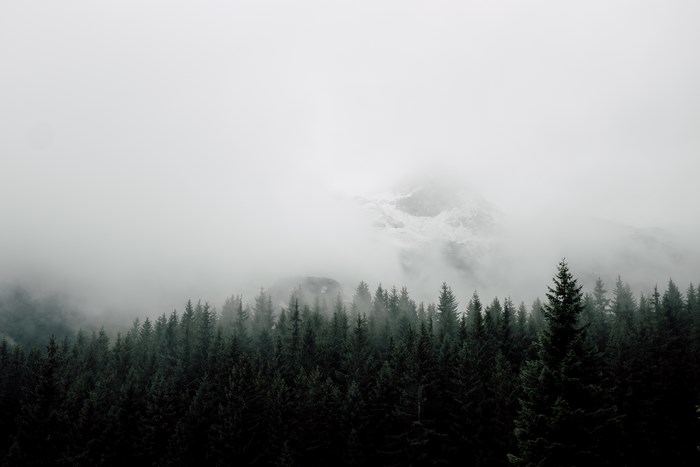 Misty mountain peak behind a dark evergreen forest