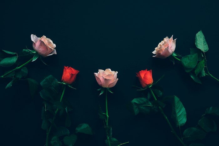 Five roses, two red and three pink, arranged on a dark background