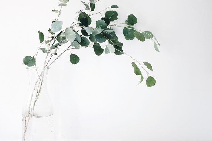 Eucalyptus branches in a glass vase