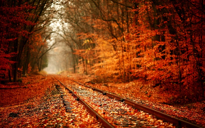 Railroad tracks through an autumn forest with fallen leaves