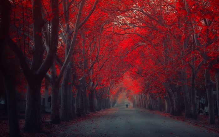 A couple walks down a tree-lined path in autumn