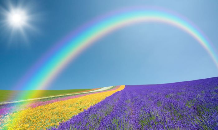 Rainbow over a colorful flower field with sun