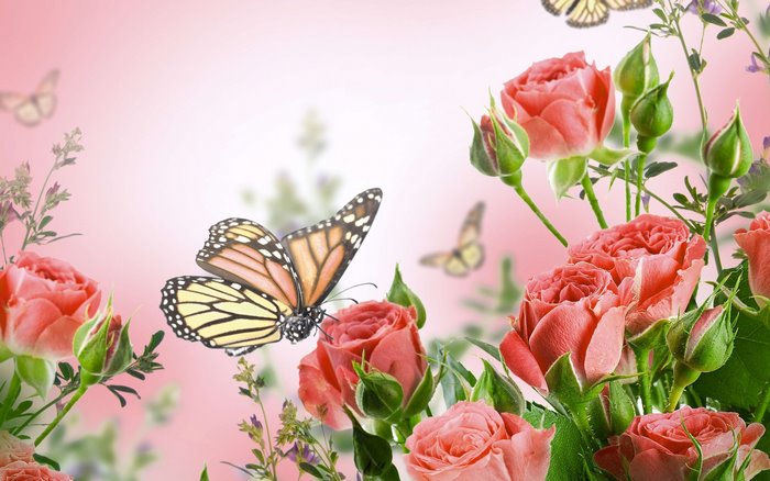 Monarch butterflies and pink roses with bokeh background