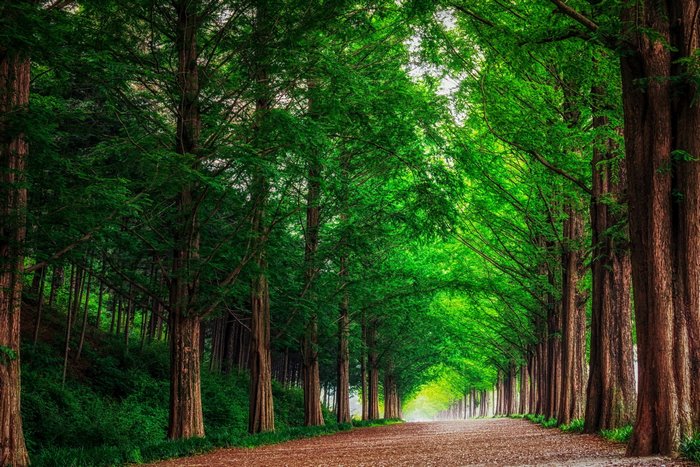Tree-lined road in a forest in South Korea