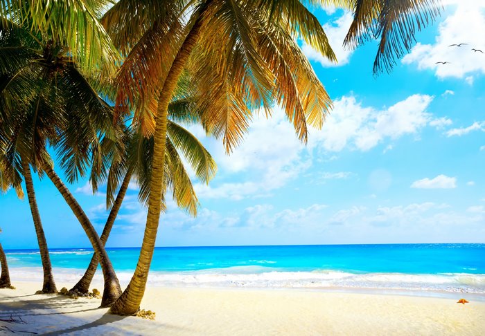 Tropical beach with palm trees and ocean