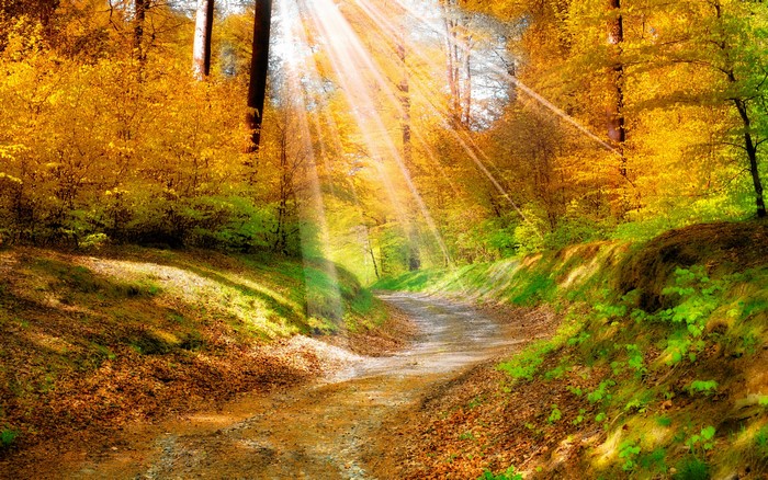 Autumn forest path with golden sunlight filtering through trees