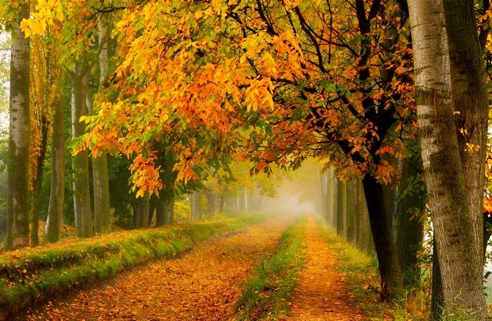Autumn forest path with colorful leaves