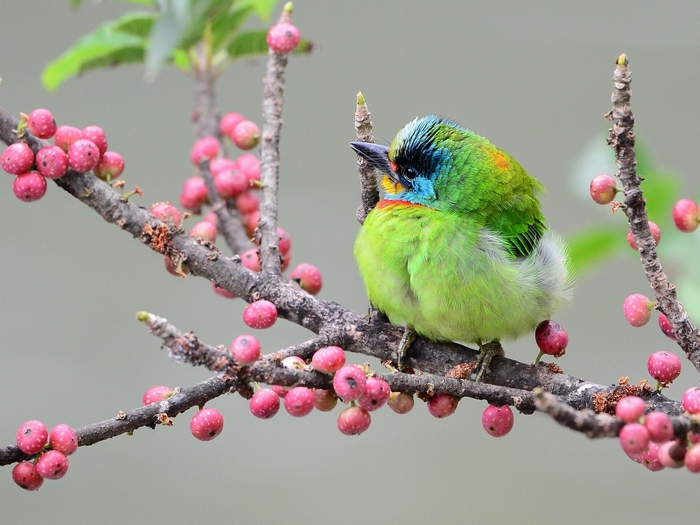 Colorful Small Bird on Branch with Pink Berries