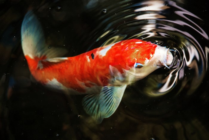 Vibrant Orange Koi Fish Swimming in Pond
