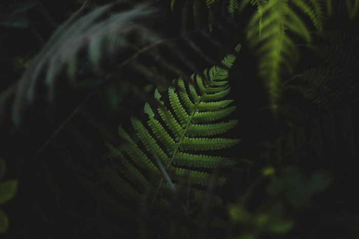 Dark moody forest with green fern leaves