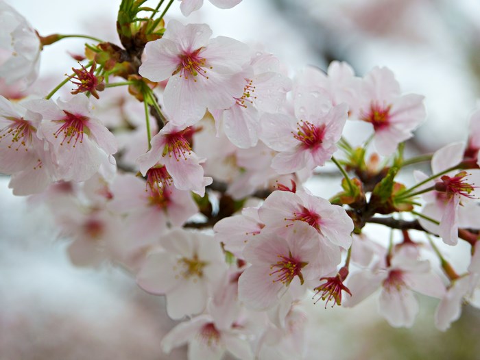 Cherry blossoms on a branch in Kyoto