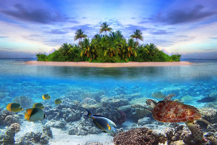 Tropical Marine Life Around Maldives Island