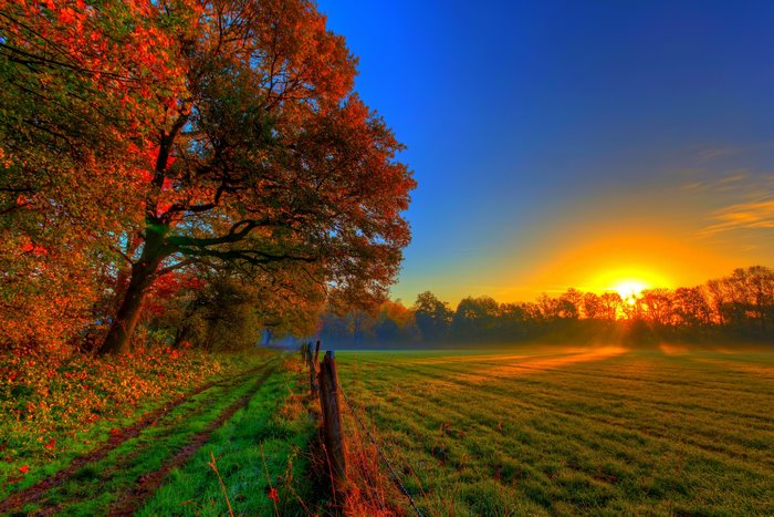 Autumn tree and sunrise over a field