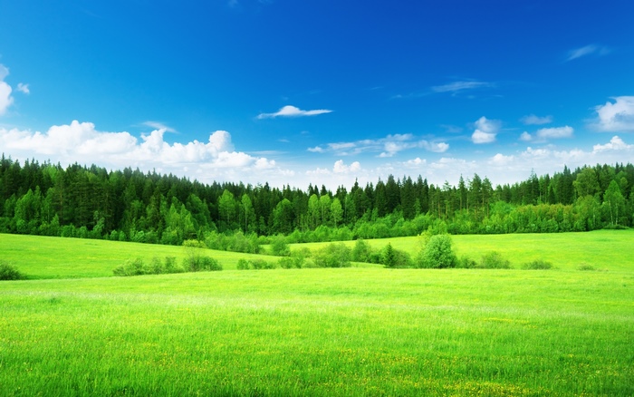 Vivid Green Field and Forest Under Blue Sky