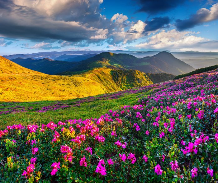Mountain landscape with pink azaleas and clouds