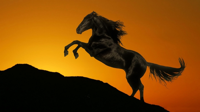 Majestic Black Horse Silhouette at Sunset